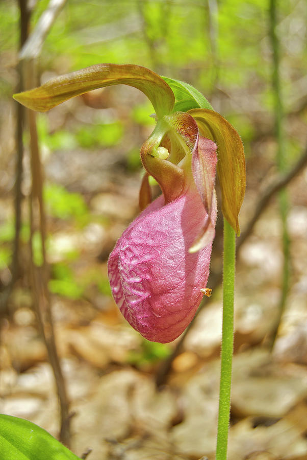 Orchid Photograph - Lady Slipper 2040 by Michael Peychich