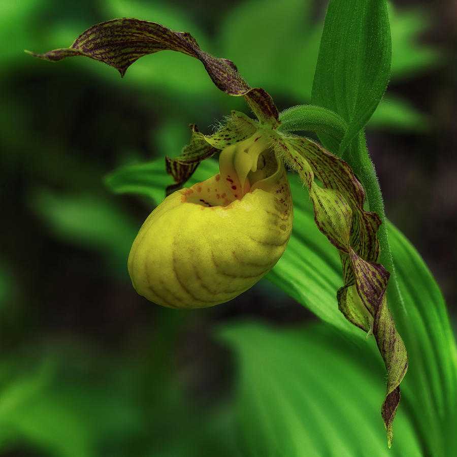 Lady Slipper and Laces Photograph by C  Renee Martin