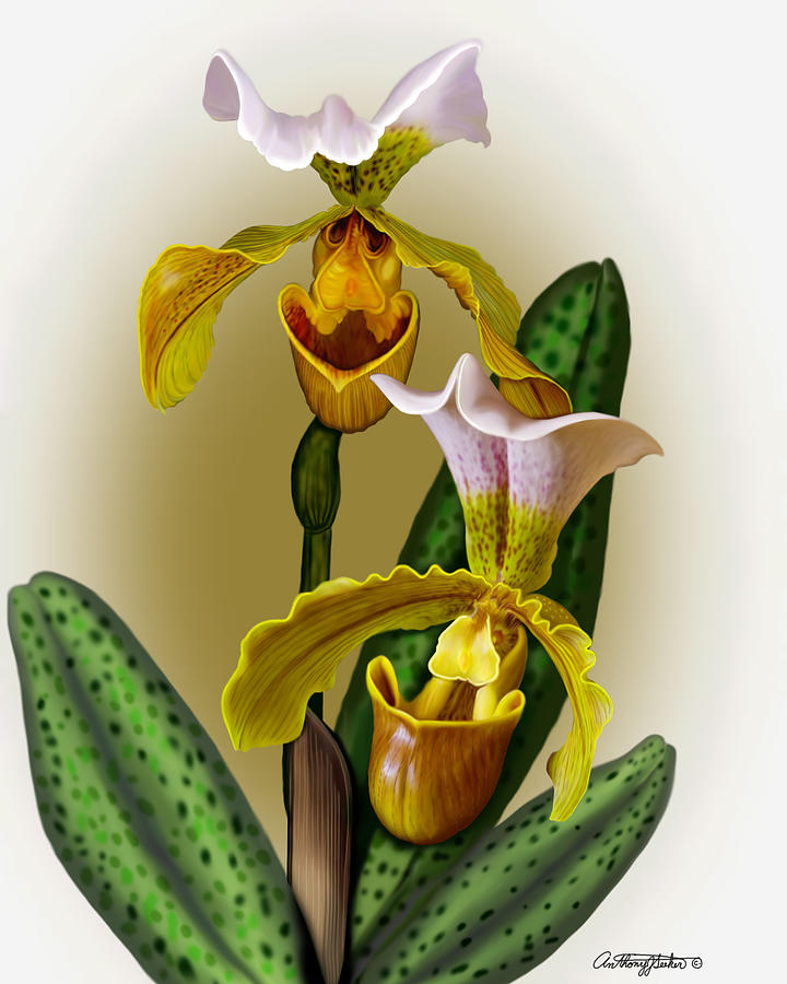 Lady Slipper Mixed Media by Anthony Seeker