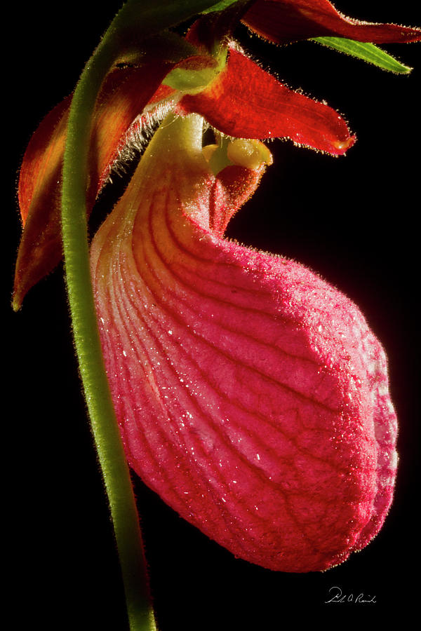 Lady Slipper Photograph by Frederic A Reinecke