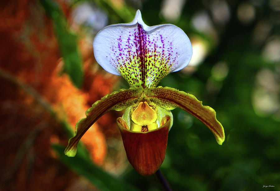 Lady Slipper Orchid 012 Photograph by George Bostian