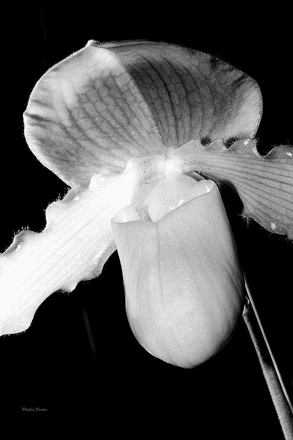 Lady Slipper Orchid Black And White Photograph by Phyllis Denton