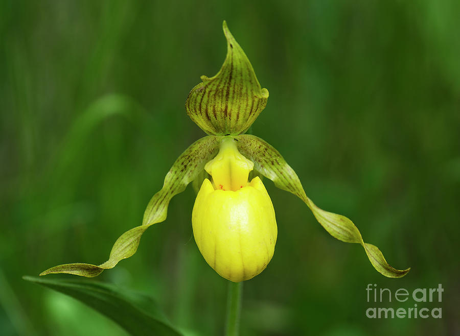 Orchid Photograph - Lady-Slipper Orchid by Bob Christopher