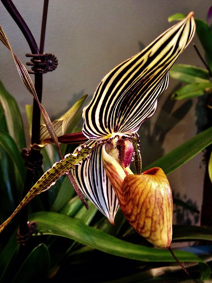 Lady Slipper Orchid Photograph by Bruce Bley