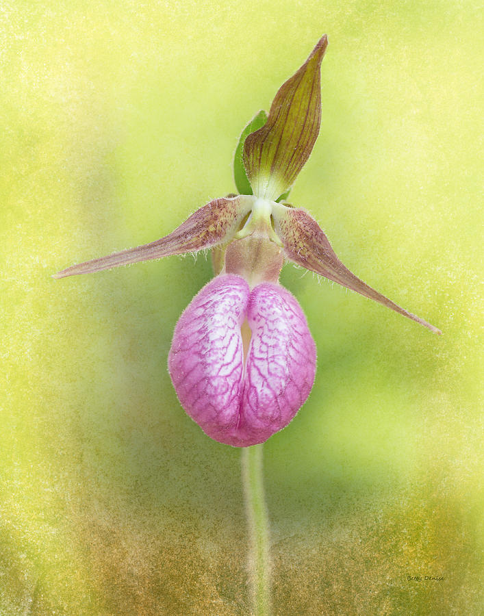 Orchid Photograph - Lady Slipper Orchid Fantasy by Betty Denise