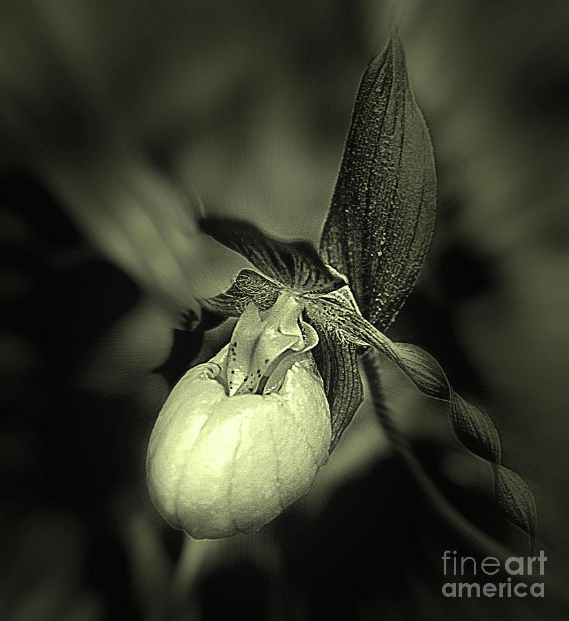 Lady Slipper Orchid Flower Photograph by Smilin Eyes Treasures