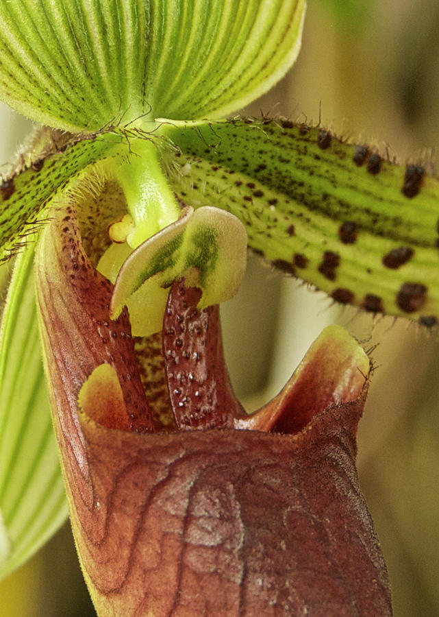 Lady Slipper Orchid Photograph by Michael Peychich