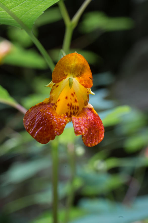 Flower Photograph - Lady Slipper Orchid by William Shackelford Flower Photograph - Lady Slipper Orchid by William Shackelford