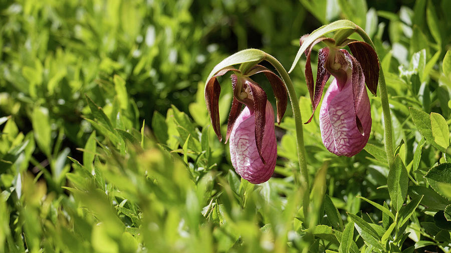 Lady Slipper Orchids  Photograph by Holly Ross