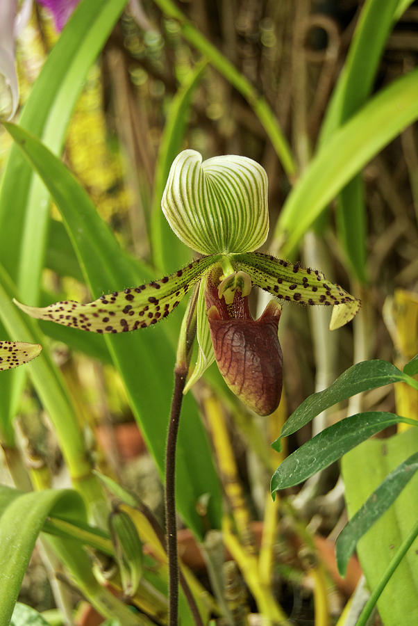 Lady Slipper Orchids Photograph by Michael Peychich