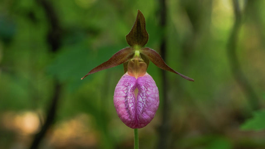 Lady Slipper Queen Georgia Mountains Photograph by Lawrence S Richardson Jr