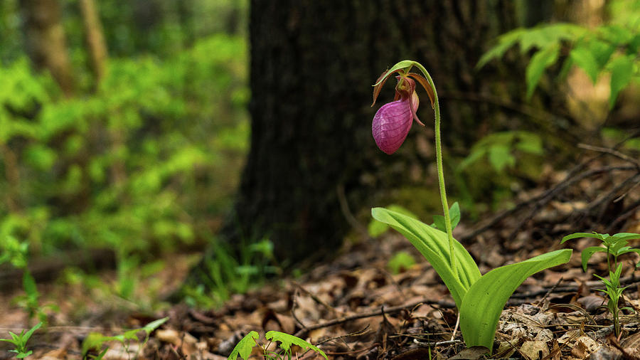 Lady Slipper Woods 2 Georgia Mountains Photograph by Lawrence S Richardson Jr