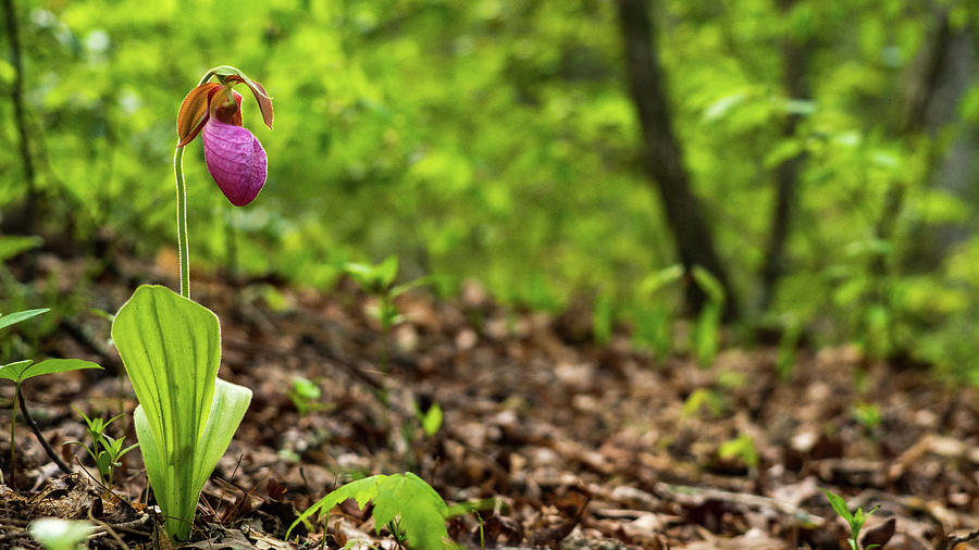 Lady Slipper Woods Georgia Mountains Photograph by Lawrence S Richardson Jr