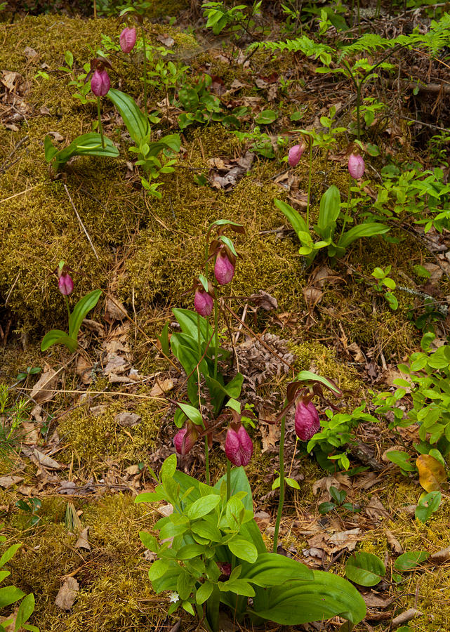 Lady Slippers And Star Flower Photograph by Irwin Barrett