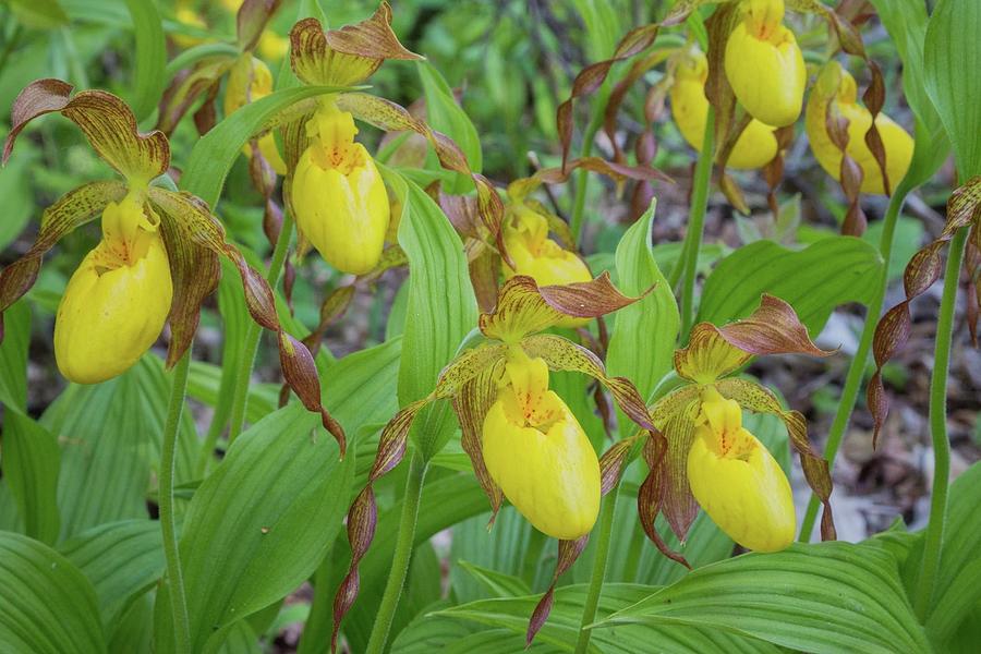 Lady Slippers Photograph by Paul Schultz