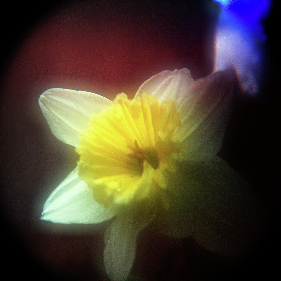Floral Photograph - Lady Spring 2 by Paul Anderson Floral Photograph - Lady Spring 2 by Paul Anderson