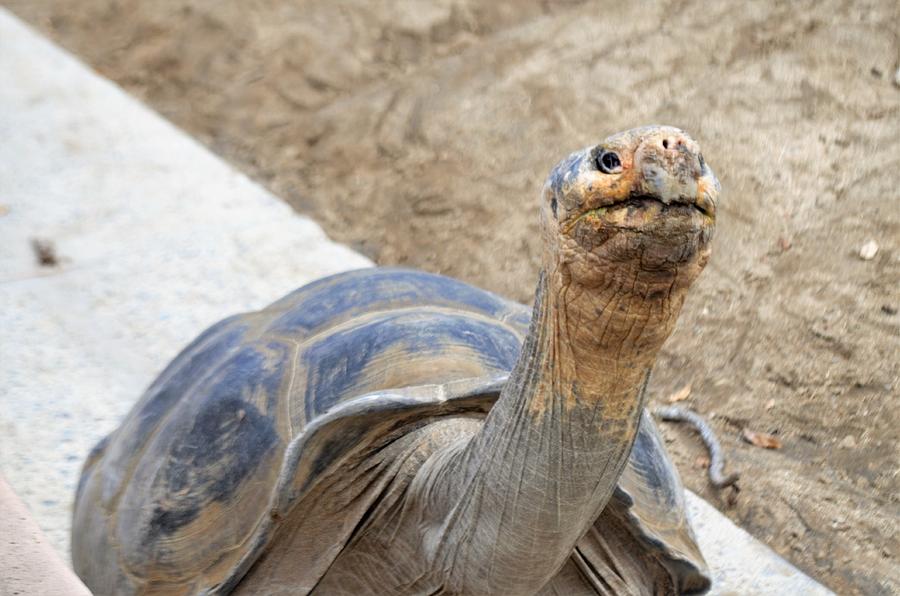 Lady Tortoise Photograph By Adam Leonard - Fine Art America