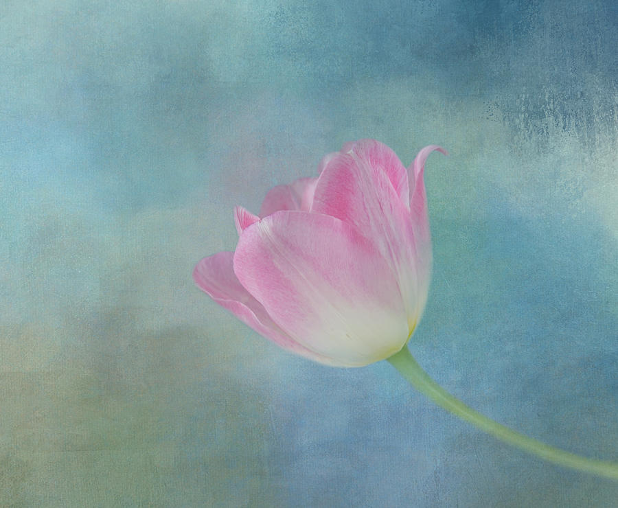 Tulip Photograph - Lady Tulip by Kim Hojnacki
