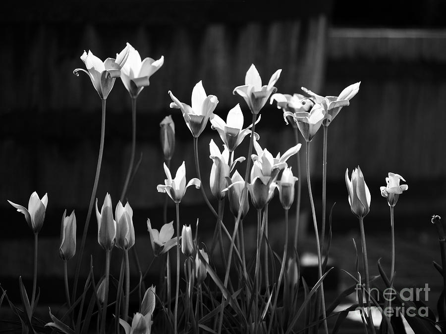 Lady Tulips Monochrome Photograph by Rachel Morrison