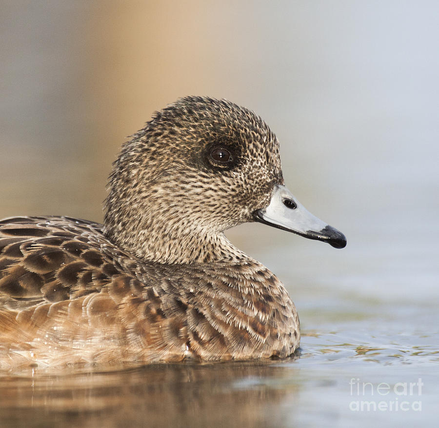 Nature Photograph - Lady wigeon on the lake by Ruth Jolly