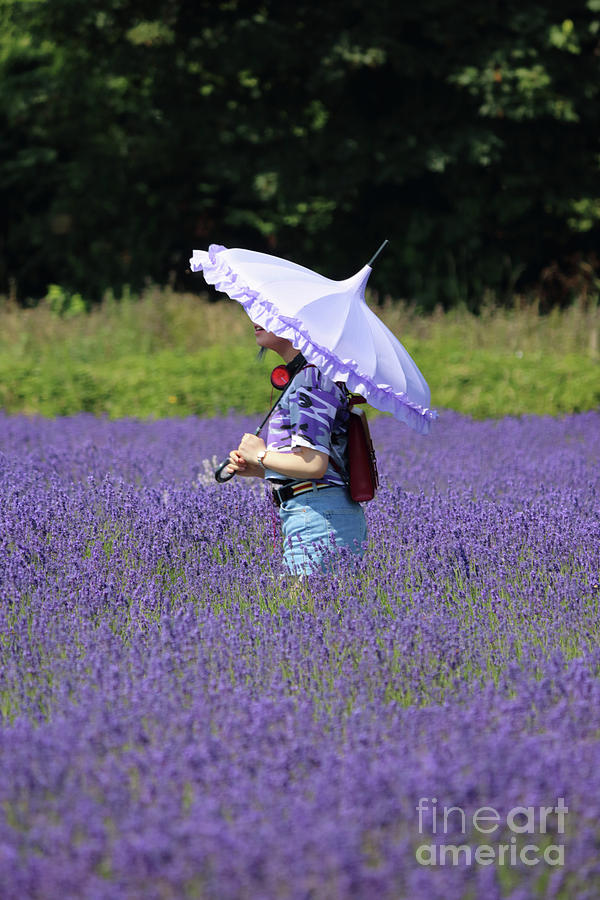 Lady with Parasol in Lavender field Photograph by Julia Gavin