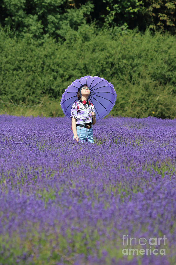 Lady with Parasol in Lavender Photograph by Julia Gavin