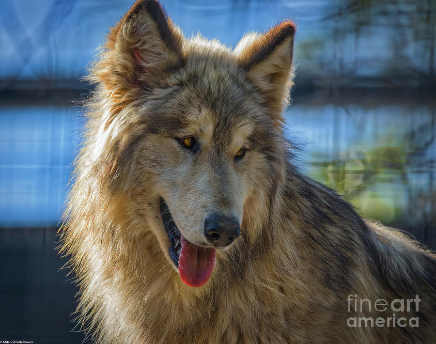Lady Wolf Photograph by Mitch Shindelbower