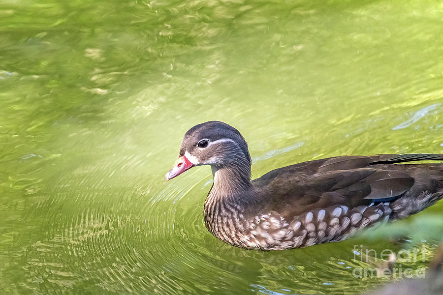 Nature Photograph - Lady Wood Duck by Kate Brown