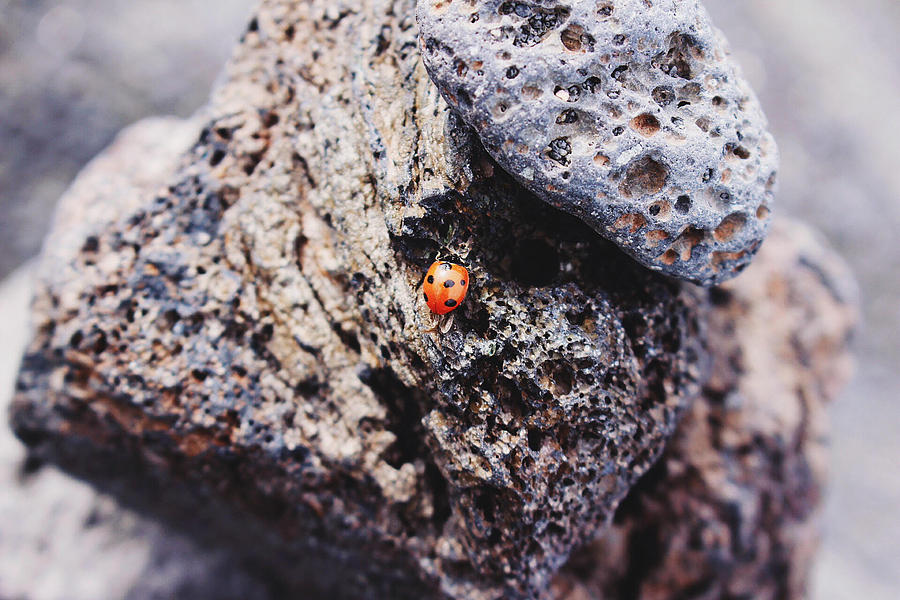 Ladybird 	 Photograph by Martina Uras