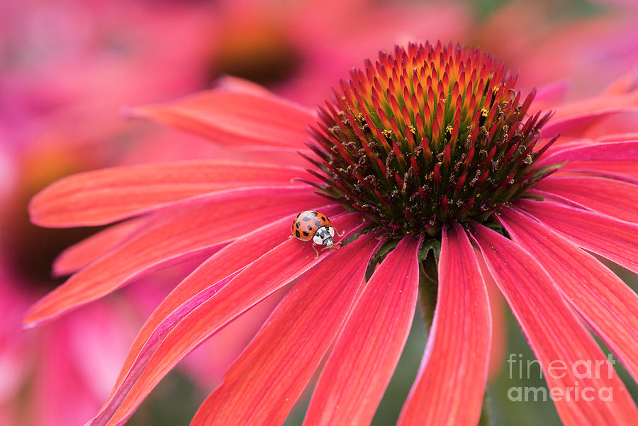 Ladybird and Echinacea Photograph by Tim Gainey