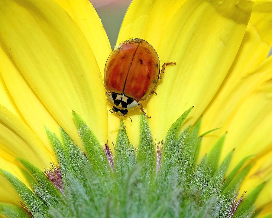 Ladybird Beetle a Ladybug II Photograph by Laura Mountainspring
