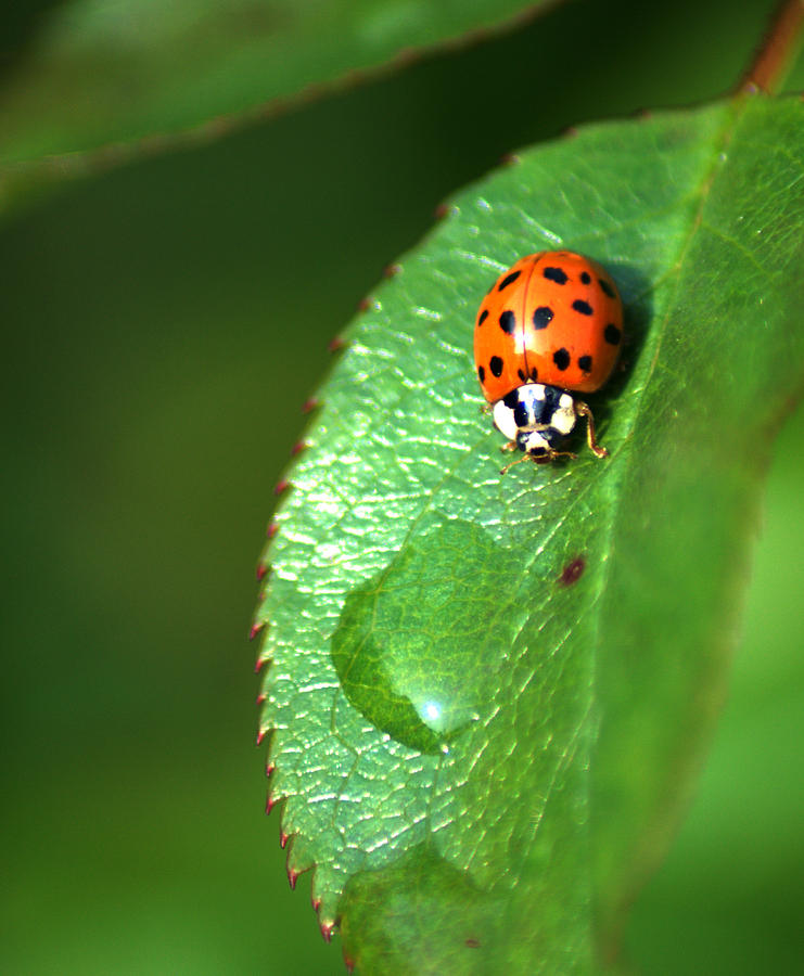 Ladybird Photograph by Chris Day