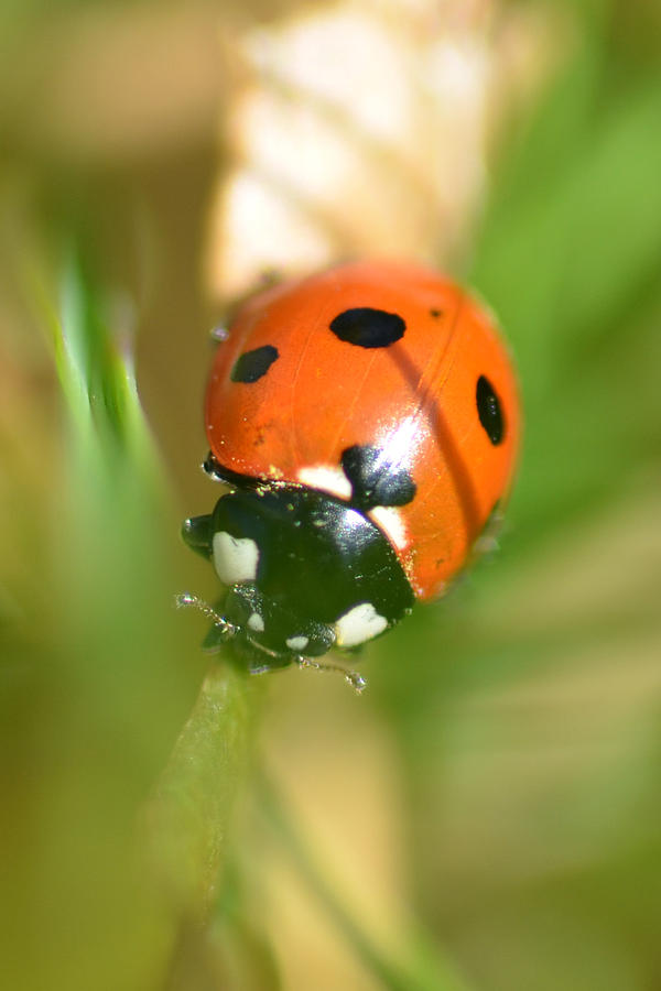 Ladybird Photograph by Deborah Rawles - Pixels