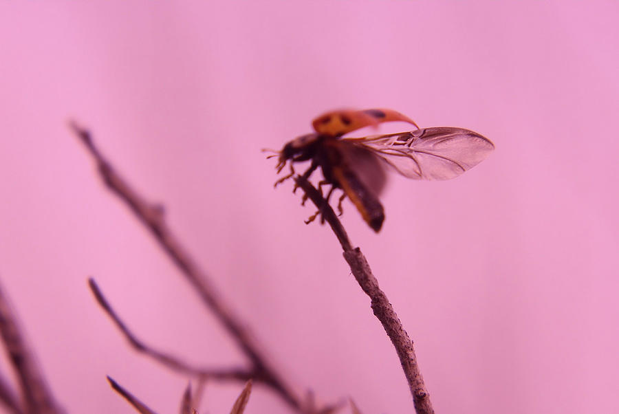 Ladybird In Flight Photograph by Jeff Swan