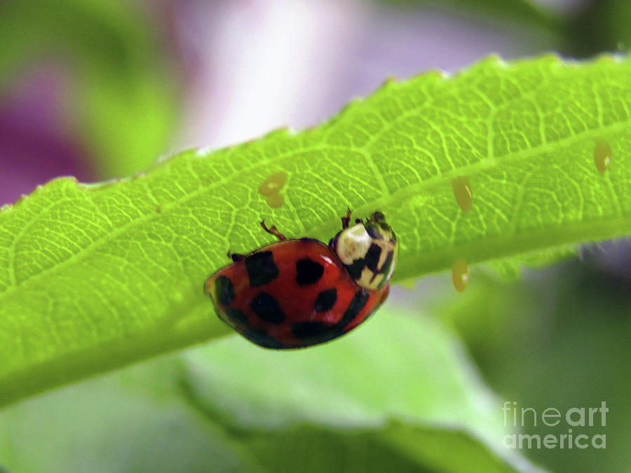 Ladybird Photograph by Kim Tran
