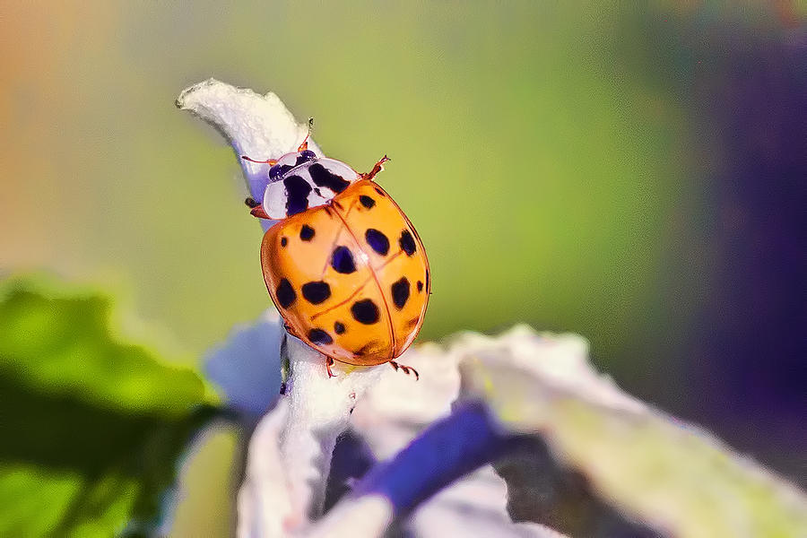 Ladybird Photograph by Nadia Sanowar
