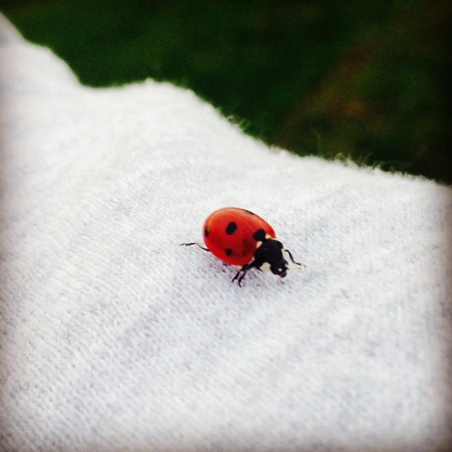 Nature Photograph - #ladybird #nature #walk by Dominika Kadova