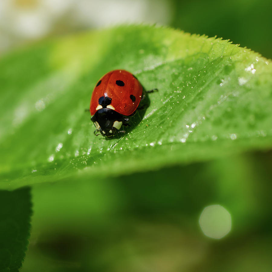 Ladybird on a Mayday tree Photograph by Jouko Lehto | Fine Art America