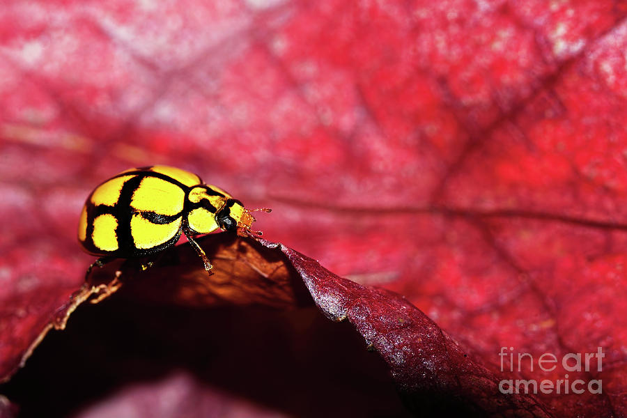 Ladybug Photograph - Ladybird on the Edge by Kaye Menner by Kaye Menner