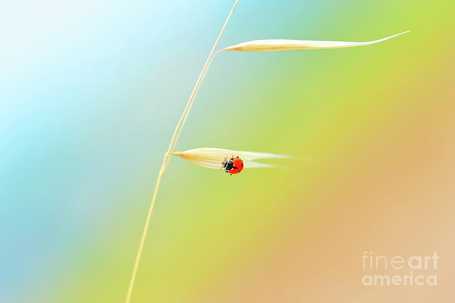 Ladybird on the wheat stem Photograph by Anna Om