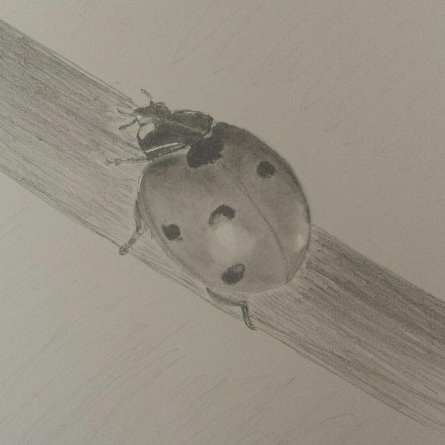 Ladybird Drawing by Sabina Mielczarek - Fine Art America