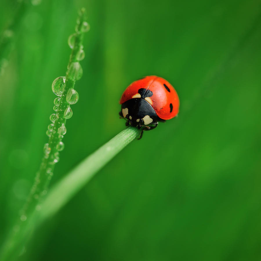 Ladybird Photograph by TouTouke A Y | Fine Art America