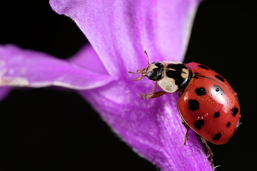 Ladybug 1 Photograph by Brian Hale