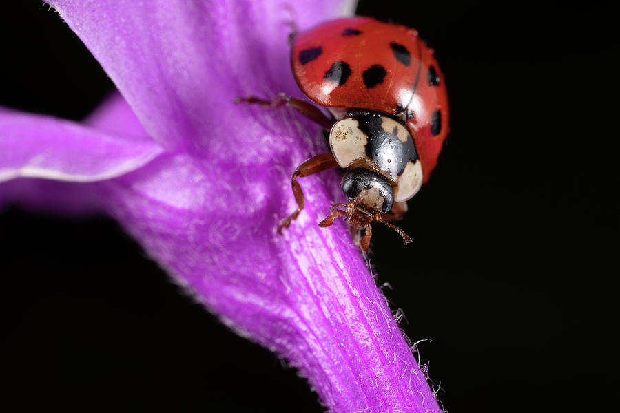 Ladybug 2 Photograph by Brian Hale
