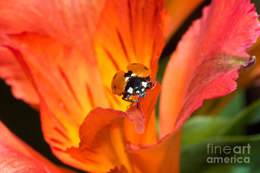 Ladybug About To Fly Photograph by Mimi Ditchie