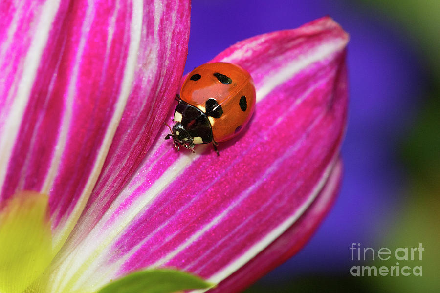 Ladybug And Brilliant Colors Photograph by Mimi Ditchie