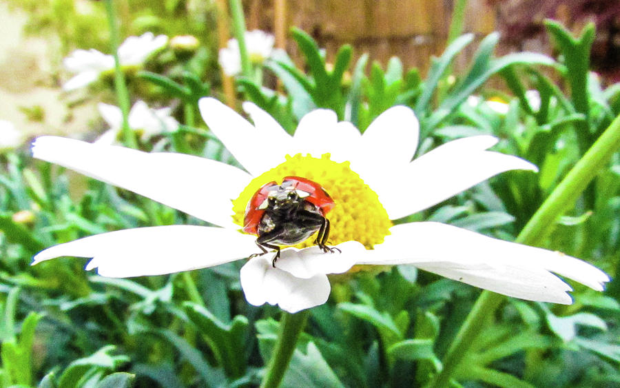 Daisy Photograph - Ladybug and Daisy Flower by Cesar Vieira