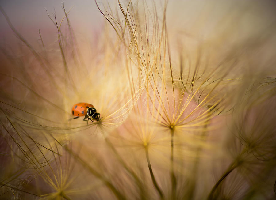 Nature Photograph - Ladybug and Dandelions by Iris Greenwell