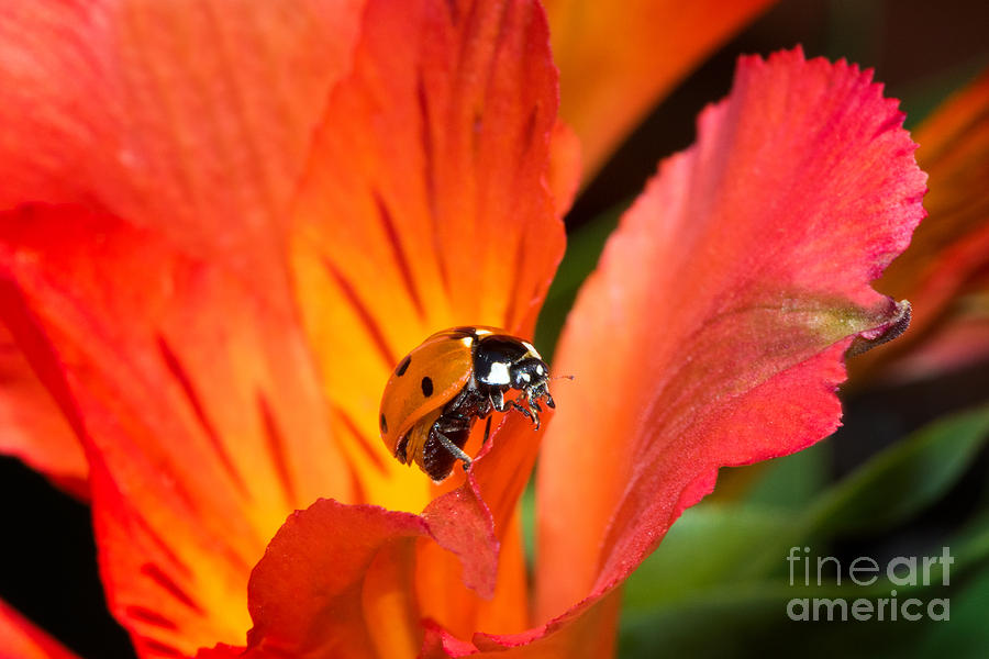 Ladybug And Lily Photograph by Mimi Ditchie