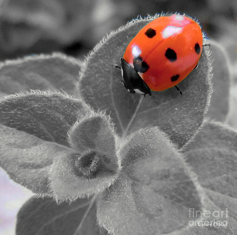 Ladybug And Oregano SC Photograph by Robert ONeil